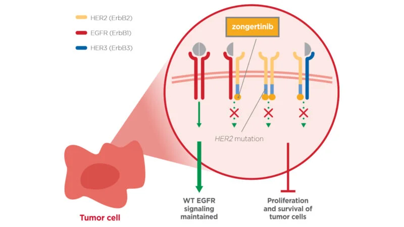 Talk's display image