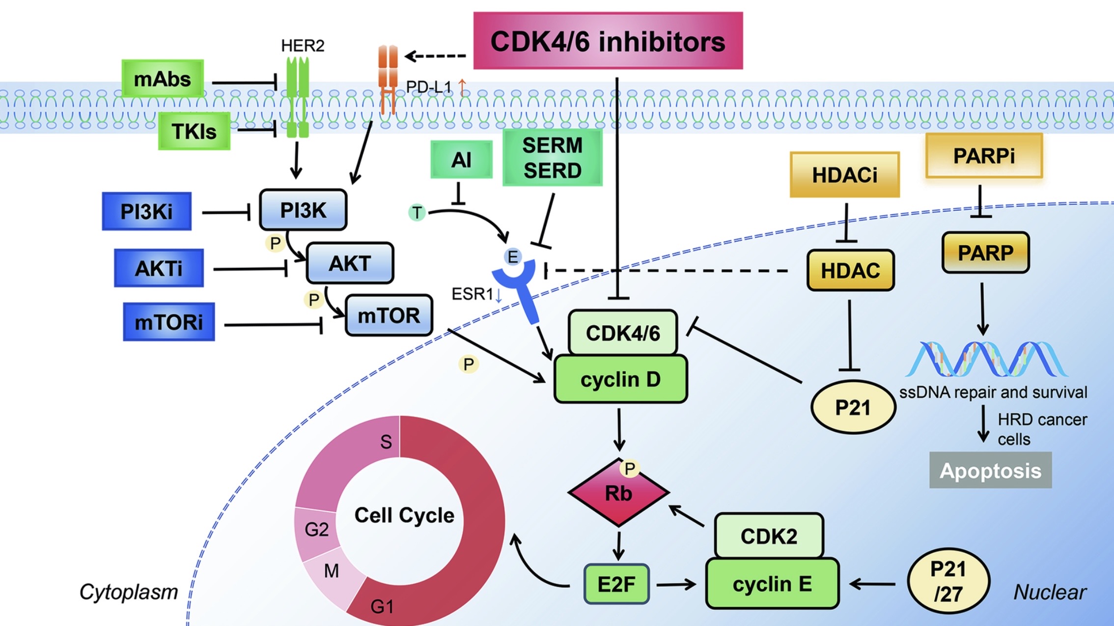 Talk's display image