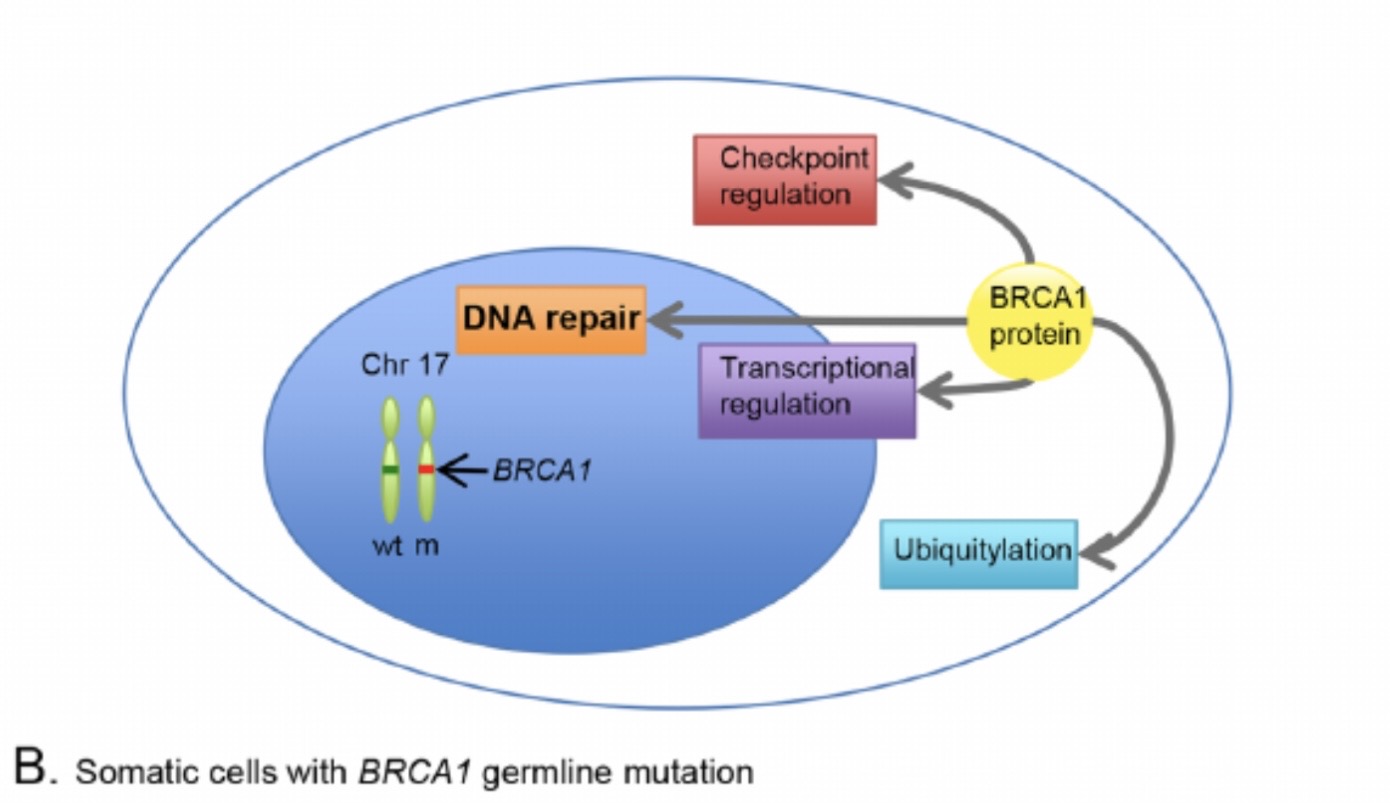 Talk's display image