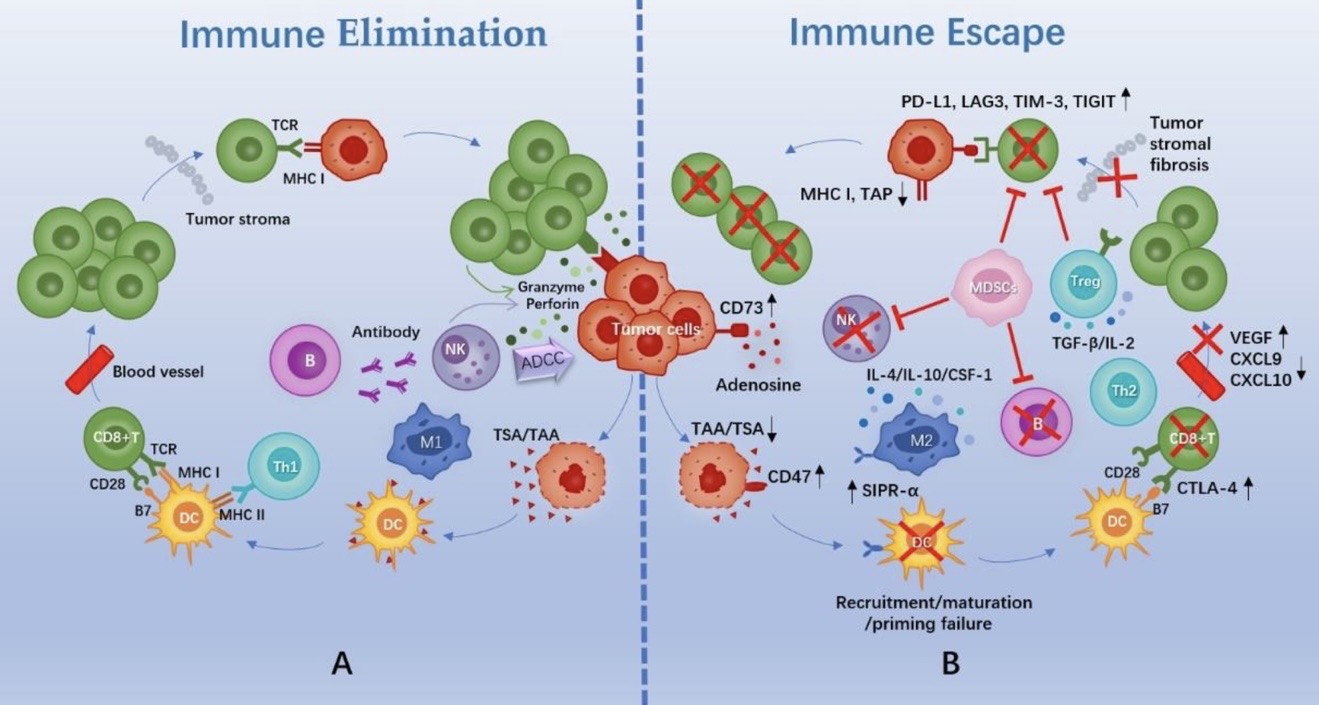 Talk's display image