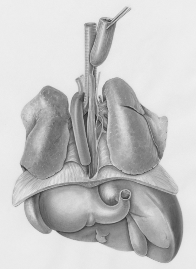 Talk's display image