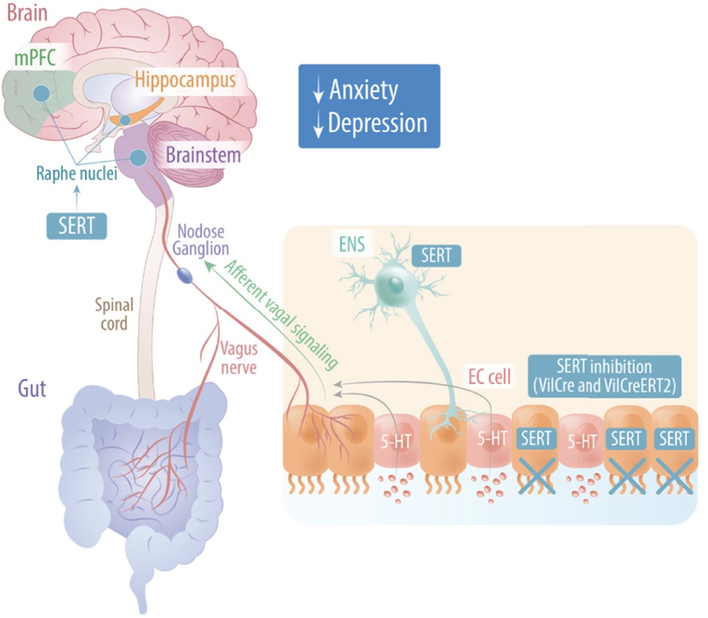 Talk's display image